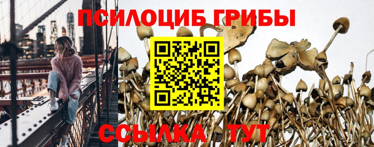Псилоцибиновые грибы Cubensis Артём